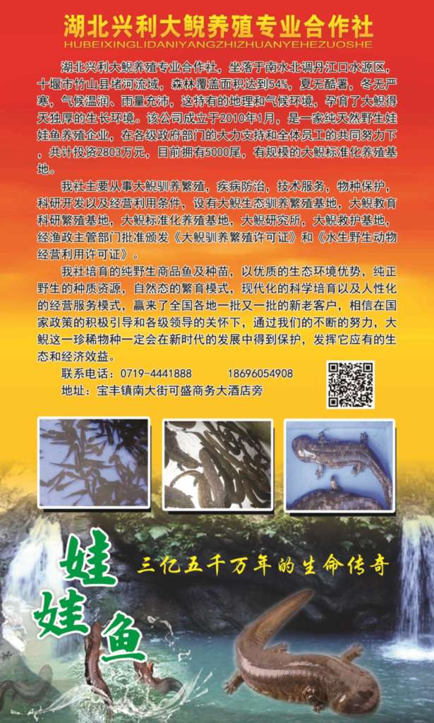 兴利大鲵20190910